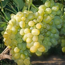 Виноград плодовый Супер-Экстра виноград плодовый супер экстра