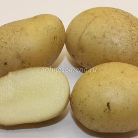 Картофель семенной Голубизна (с/элита) (3кг)