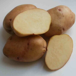 Картофель семенной Крепыш (с\элита) (3кг) картофель семенной вымпел с элита 3кг