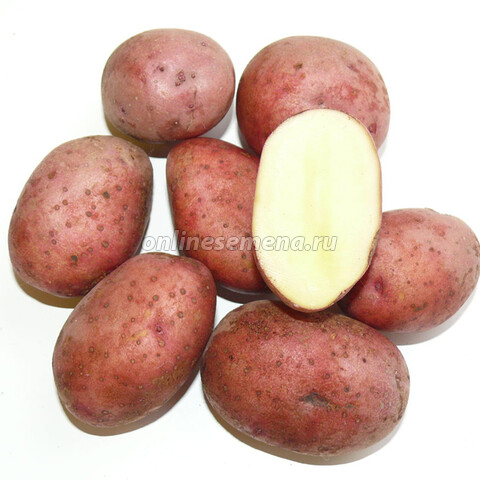 Картофель семенной Любава (с/элита) (3кг)