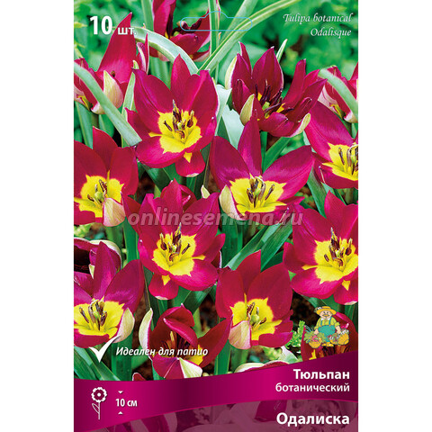 Тюльпан ботанический Одалиска (10 шт.)