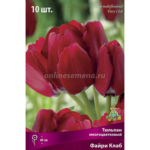 Тюльпан Многоцветковый Файри Клаб (10 шт.)