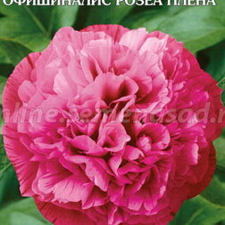 Пион травянистый Офишиналис Розеа Плена - фото 1