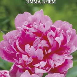 Пион травянистый Эмма Клем эмма роман