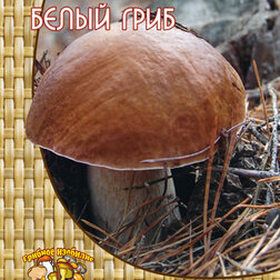 Белый гриб (60 мл.) плакат вырубной а4 гриб масленок