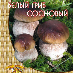Белый гриб сосновый (60 мл.) плакат вырубной а4 гриб масленок