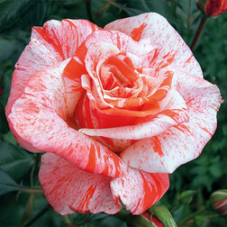 Роза чайно-гибридная Филателия роза чайно гибридная мондиале
