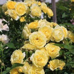 Роза флорибунда Голден Бордер роза флорибунда фреска византина