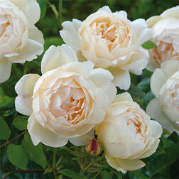 Роза парковая английская Воллертон Олд Холл роза английская парковая эмили бронте