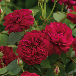 Роза английская парковая Дарси Бассел роза английская парковая роальд даль