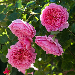 Роза английская парковая Принцесс Алесандра оф Кент роза парковая английская гертруда джекилл