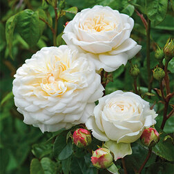 Роза парковая английская Транквилити роза английская парковая дарси бассел