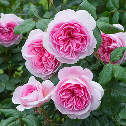 Роза английская парковая Эйншент Маринер роза парковая английская принцесса анна