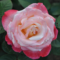 Роза Мейян чайно-гибридная Летиция Каста роза чайно гибридная мондиале