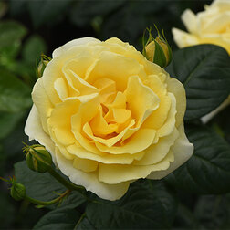 Роза Мейян чайно-гибридная Микеланджело роза мейян чайно гибридная принцесса шарлин де монако