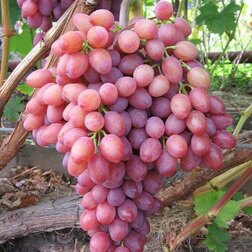 Виноград плодовый Анюта виноград плодовый щелкунчик бессемянный