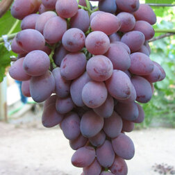 Виноград плодовый Ася виноград плодовый граф монте кристо