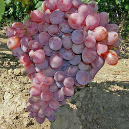 Виноград плодовый Граф Монте-Кристо виноград плодовый щелкунчик бессемянный