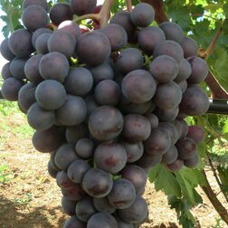 Саженцы плодового винограда Памяти учителя сад учителя