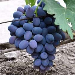 Виноград плодовый Фуршетный виноград плодовый граф монте кристо