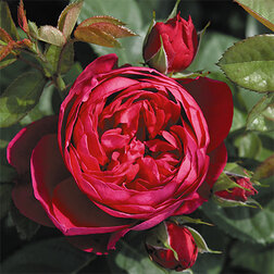 Роза чайно-гибридная Аскот роза чайно гибридная мондиале