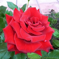 Роза чайно-гибридная Гран Гала ы искусственные роза гран при 8х56 см розовый