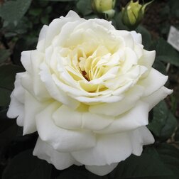 Роза чайно-гибридная Поло марко поло от венеции до ксанаду