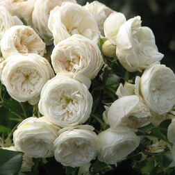 Роза парковая Артемис роза канадская парковая мартин фробишер
