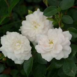 Роза почвопокровная Сноуфилд роза почвопокровная ред фейри с3 5л