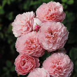 Роза английская парковая Алнвик Роуз роза канадская парковая мартин фробишер