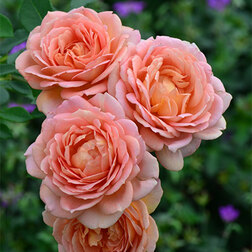Роза парковая английская Леди оф Шалот роза английская парковая дарси бассел