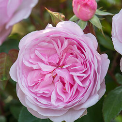 Роза парковая английская Оливия Роуз Остин девять жизней роуз наполитано