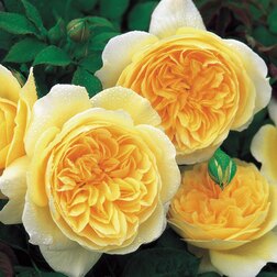 Роза английская парковая Тизинг Джорджиа роза английская парковая дарси бассел