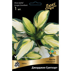 

Хоста гибридная Джорджия Суитхарт *