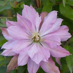 Саженцы Клематиса крупноцветкового Виолет Элизабет саженцы кустарниковой лапчатки аннет