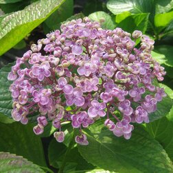 Гортензия крупнолистовая Аиша (Hydrangea macrophylla) плафон аиша 1хе27 синяя радуга 14х14х12см