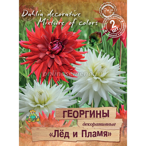 Георгины декоративные Лёд и Пламя (3 шт.)