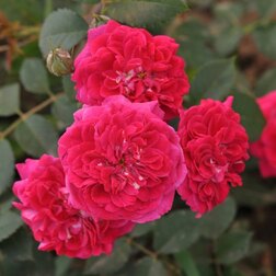 Роза парковая Кримсон Винтер Джевел (С3,5)