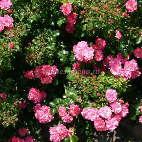 Роза почвопокровная Хайдетраум (С3,5л)