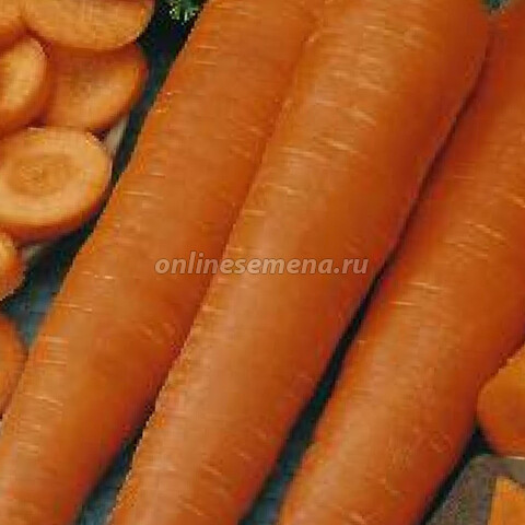 Морковь Осенний король’