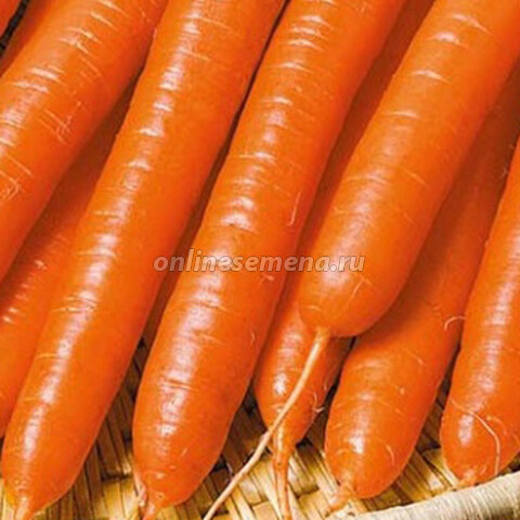 Морковь Амстердамcка’