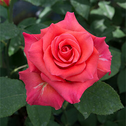 Роза чайно-гибридная Импульс роза чайно гибридная мондиале