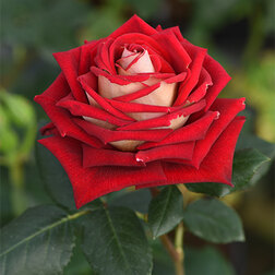 Роза чайно-гибридная Нью Фэшн роза чайно гибридная абракадабра