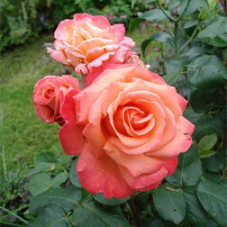 Роза чайно-гибридная Христофор Колумб роза чайно гибридная мондиале