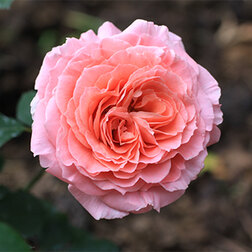 Роза парковая Лоран Каброль роза канадская парковая мартин фробишер