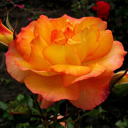 Роза парковая Сахара роза канадская парковая мартин фробишер