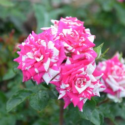 Саженцы розы Флэшинг (миниатюрная) саженцы розы клайминг крайслер империал плетистая