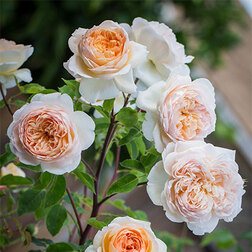 Роза английская парковая Батшеба роза канадская парковая мартин фробишер