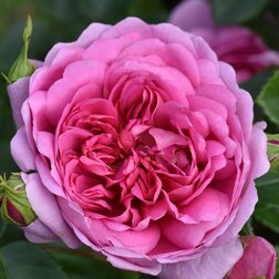 Роза парковая английская Гертруда Джекилл роза парковая английская гертруда джекилл