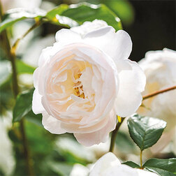 Роза английская парковая Дездемона роза английская парковая дарси бассел